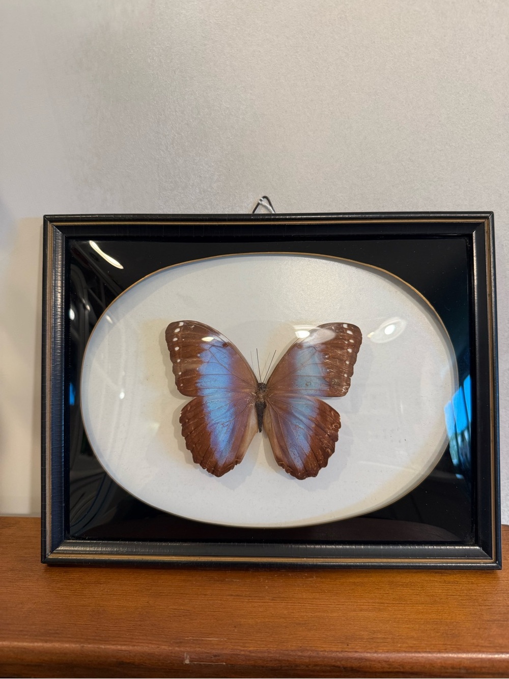 Real Framed Blue Morpho Butterfly Vintage Entomology Art